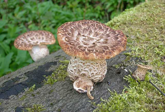 Funghi e vegetazione invasiva